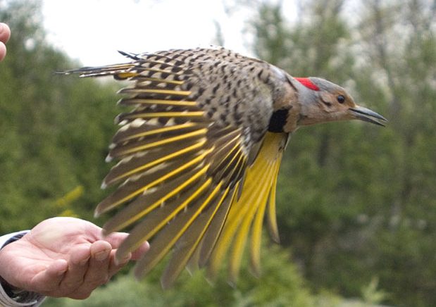Bird being released