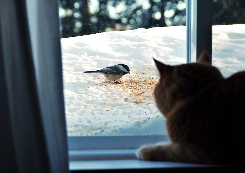 cat-bird Cat looking through window at bird