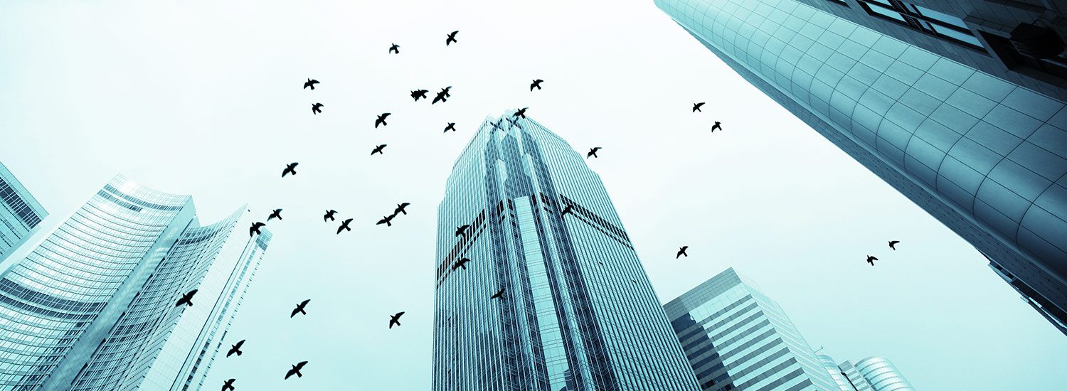 Birds in flight and office buildings