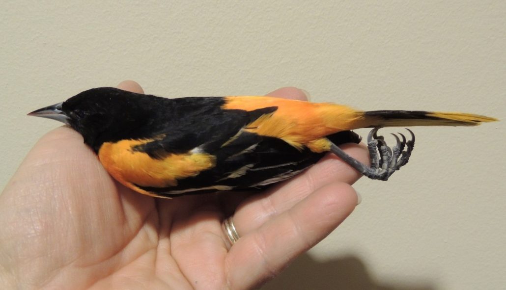 Baltimore oriole killed in window collision