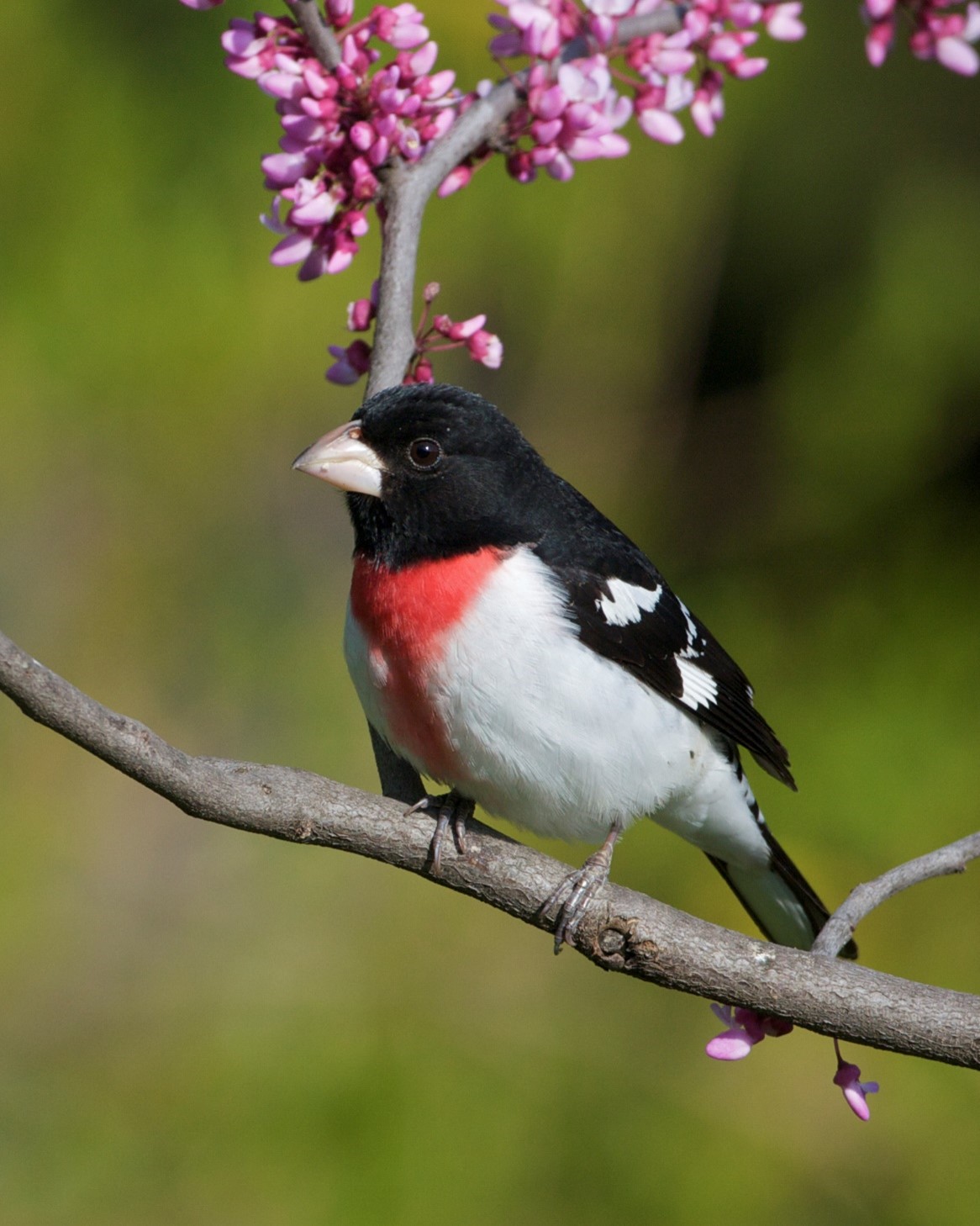 Rose-breasted Grosbeak by Carol Edwards